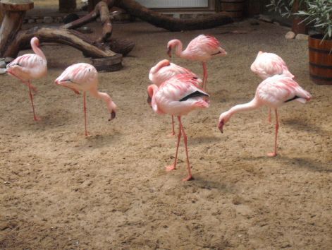 torpe_flamingo.jpg